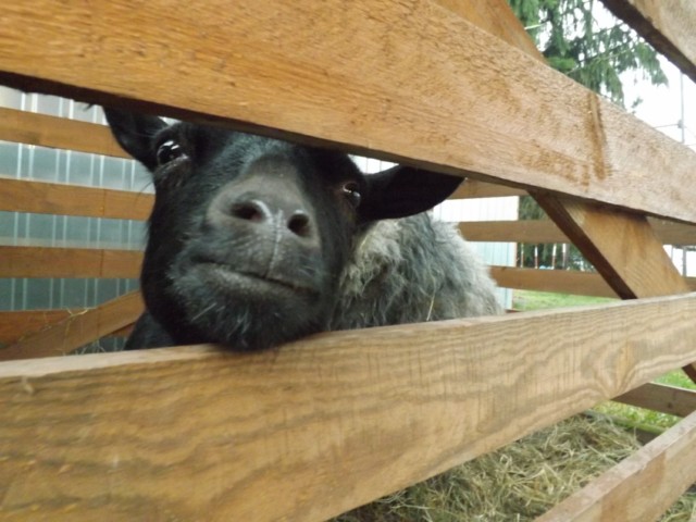 dscf0714_[640x480].jpg